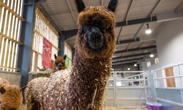 Alpacas